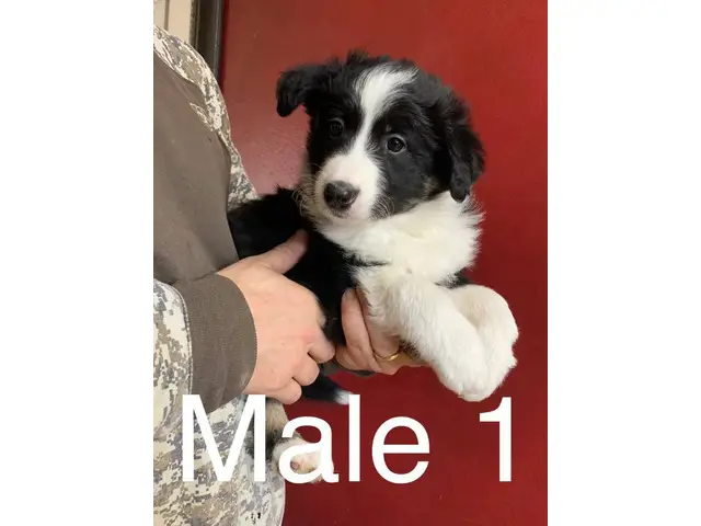 3 male Border Aussie puppies - 1/10