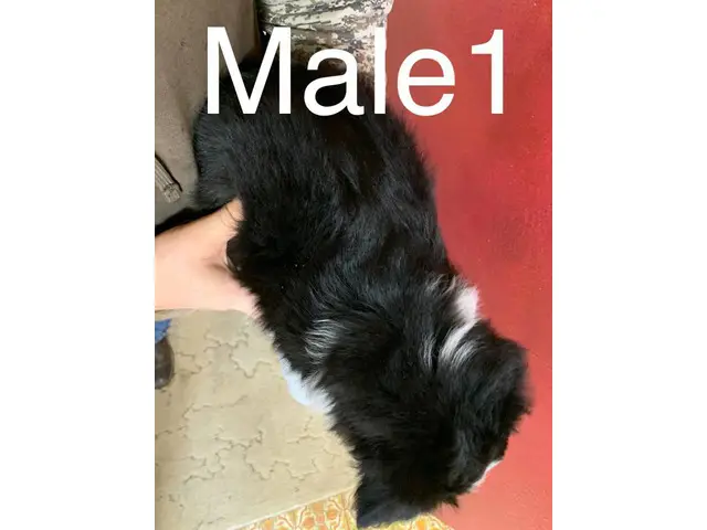 3 male Border Aussie puppies - 2/10