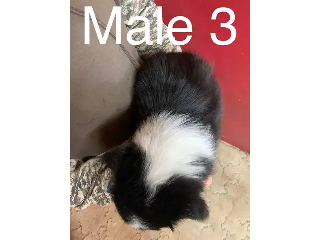 3 male Border Aussie puppies - 3/10