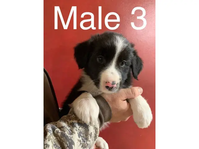 3 male Border Aussie puppies - 4/10