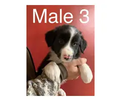 3 male Border Aussie puppies - 4