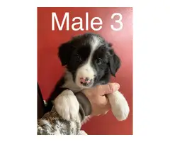 3 male Border Aussie puppies - 5