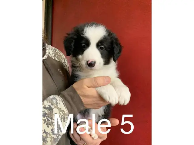 3 male Border Aussie puppies - 6/10