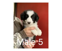 3 male Border Aussie puppies - 6