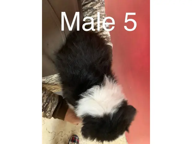 3 male Border Aussie puppies - 7/10