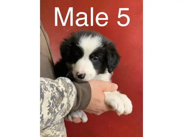 3 male Border Aussie puppies - 8/10