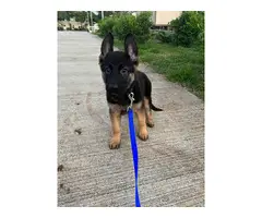 3.5 months German shepherd puppy