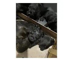 Scottish terrier pups
