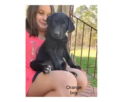 5 Labrador and Weimaraner mix puppies