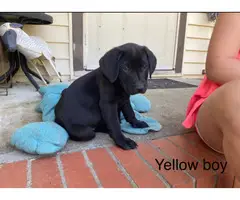 5 Labrador and Weimaraner mix puppies