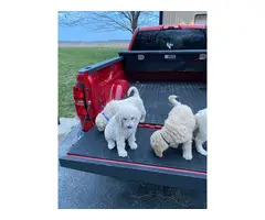 Golden Doodle pups