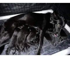Solid Black AKC German Shepherd Puppies for Sale