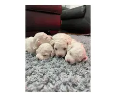4 adorable Bich poo puppies for sale