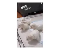 4 adorable Bich poo puppies for sale