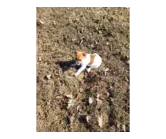 5 Jack Russell Terrier Puppies for Sale - 3