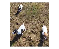 5 Jack Russell Terrier Puppies for Sale - 4