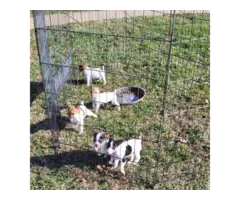 5 Jack Russell Terrier Puppies for Sale - 5