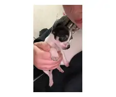 2 little Chihuahua babies for Adoption - 2