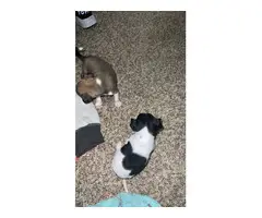2 little Chihuahua babies for Adoption - 4