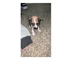 2 little Chihuahua babies for Adoption - 6