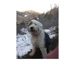 Old English Sheepdog in need of a new loving home - 4