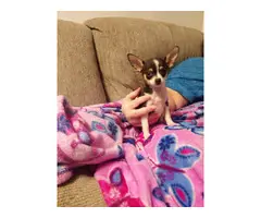 3 months old Female Chihuahua Puppy