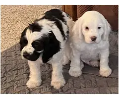 2 Purebred Cocker Spaniel boy puppies - 1