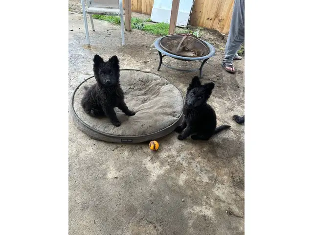 2 black German Shepherd puppies available - 1/11