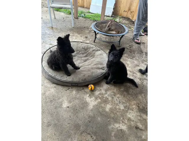 2 black German Shepherd puppies available - 2/11