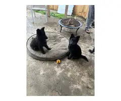 2 black German Shepherd puppies available - 2