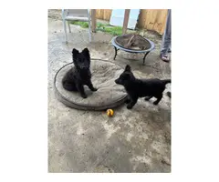 2 black German Shepherd puppies available - 4