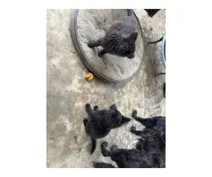 2 black German Shepherd puppies available - 5