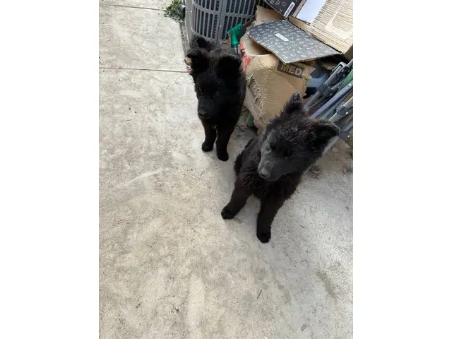 2 black German Shepherd puppies available - 7/11