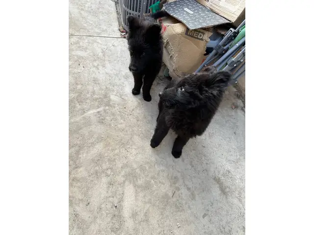 2 black German Shepherd puppies available - 8/11