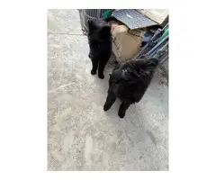 2 black German Shepherd puppies available - 8