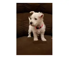 AKC West Highland White Terrier puppy for sale - 1