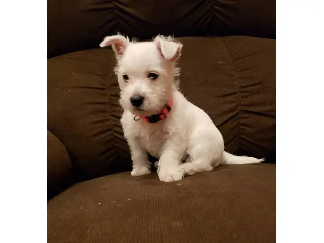 AKC West Highland White Terrier puppy for sale - 2/7