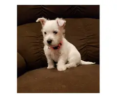 AKC West Highland White Terrier puppy for sale - 2