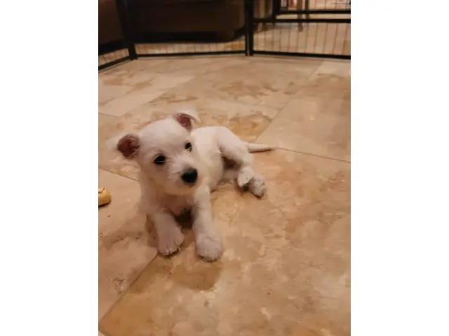 AKC West Highland White Terrier puppy for sale - 3/7