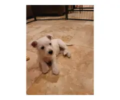 AKC West Highland White Terrier puppy for sale - 3