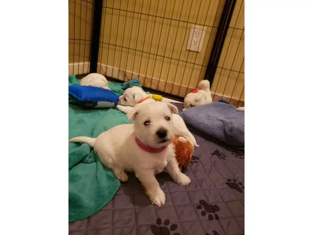 AKC West Highland White Terrier puppy for sale - 4/7