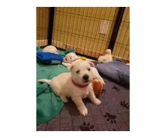 AKC West Highland White Terrier puppy for sale - 4