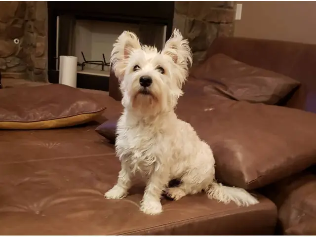 AKC West Highland White Terrier puppy for sale - 5/7