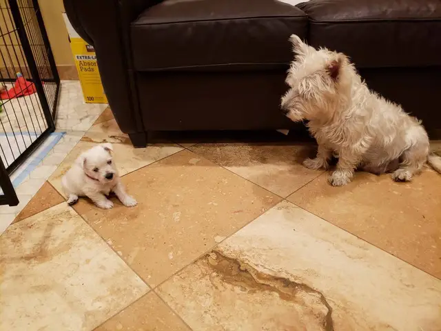 AKC West Highland White Terrier puppy for sale - 6/7