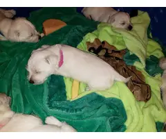 AKC West Highland White Terrier puppy for sale - 7