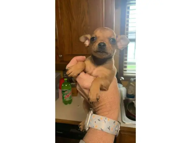 3 Chihuahua puppies available - 1/12