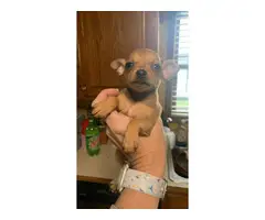 3 Chihuahua puppies available