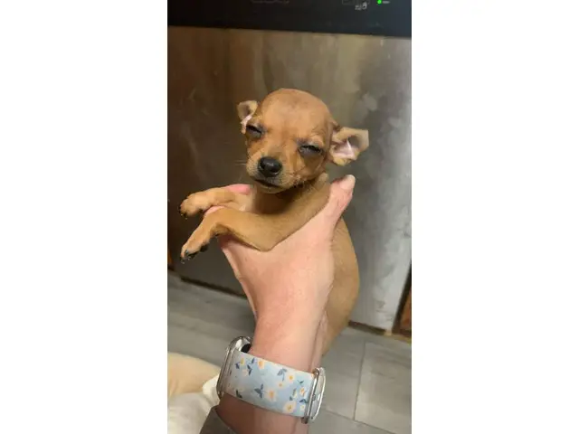 3 Chihuahua puppies available - 3/12