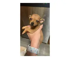 3 Chihuahua puppies available - 3