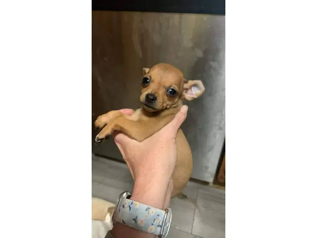 3 Chihuahua puppies available - 4/12